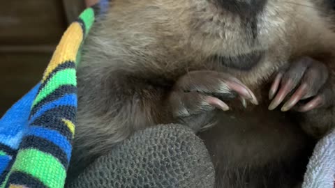 Baby Beaver Beeps