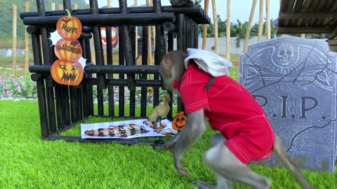 monkey baby Obi participate in the Halloween festival