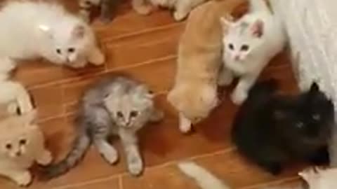 kitten kittens