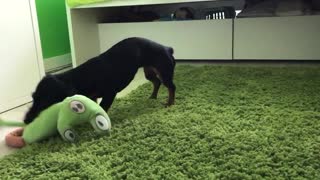Dachshund is really excited about her new stuffed chameleon