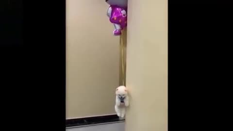 Adorable puppy floats in the Air