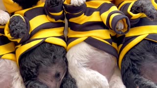 Sleeping Pup-Bees