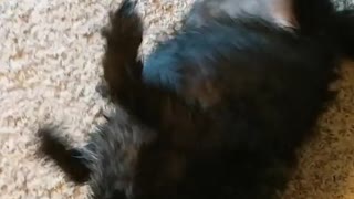 Black dog rolls around on carpet after bath time