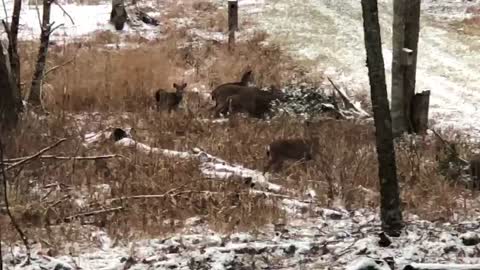Deer feeding on cedar branches