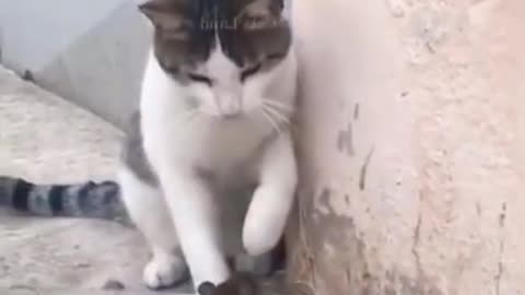 Funny Rat Outsmarts Cat