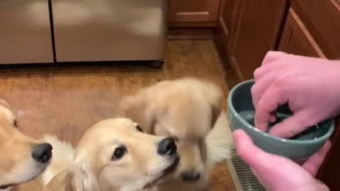 Dogs Eagerly Awaiting Their Air Treats