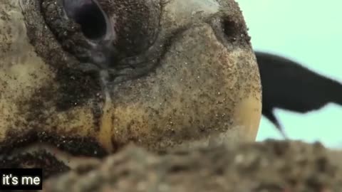 turtle laying process
