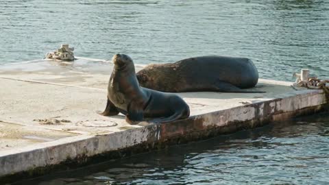 Beautiful marine animal species.