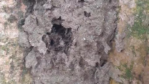 muitas formigas