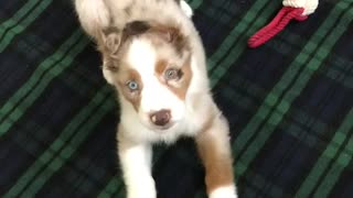 Aussie JuanCarlos discovers he can bark