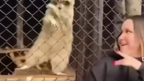 Animals dancing