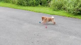 A Pomeranian learns to catch the ball for the first time.
