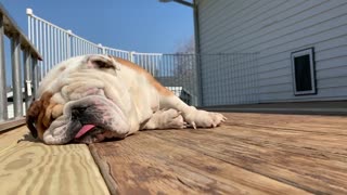 Bulldog Snores Through Deck Project