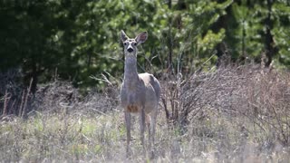 Angry white tailed Deer