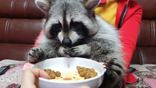 Pet Raccoon Tries To Rub Off Odor From New Diet Food