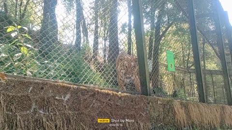 Royal Bengal Tiger