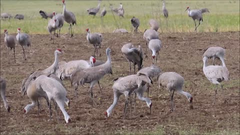 A huge flock of Sandhill Cranes at Venus Ranch