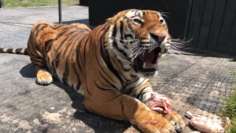 The Roar of the Wild: Siberian Tiger's Fierce Growl 🐅🔊