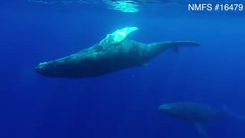 Underwater footage of humpback whales reveals penis extrusion