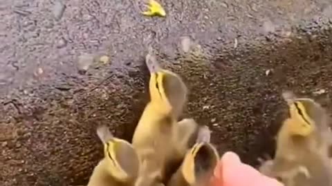 Rescue baby duck up to their mom