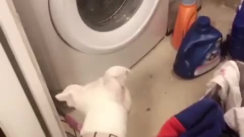 Curious Pup Head Tilts At Washing Machine