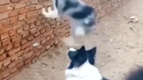 Funny Savage Cats That Are Totally Badass