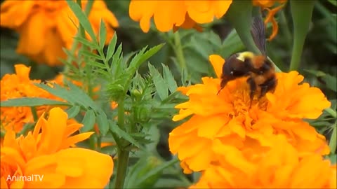 Giant Furry Bumblebees - CUTE Compilation