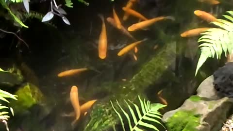 Slow Motion Fish In My Little Pond