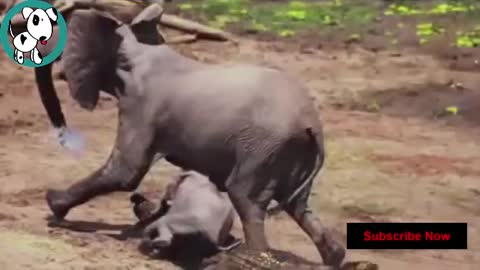 Try not to Laugh | When animal saved another animal