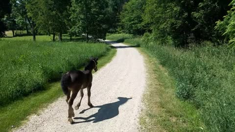 Spoons the orphaned foal goes on her first trail ride