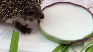 Baby hedgehog treats himself to milk