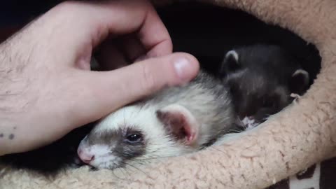 Cute ferrets what some love