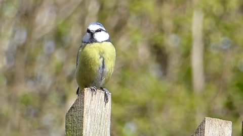 Blue Tit Bird Song