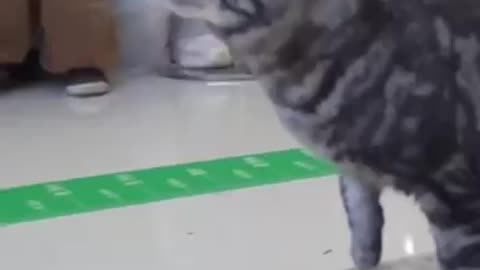Skateboarding kitty wins reward of rubs and scratches