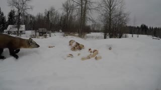 Wild Canadian Pine Marten on the hunt