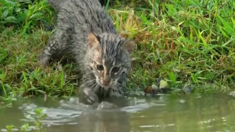 The Rarest, Wildest and Evil Cat in the World