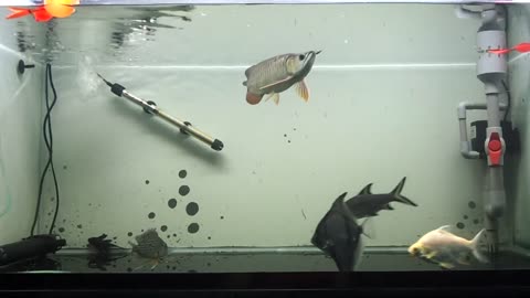 Aquarium fish in Vietnam