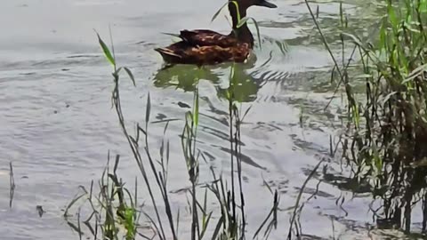 A beautiful duck by the river / beautiful water bird in the water.