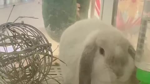 A cute long-eared rabbit