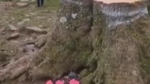 Un Joven tala el árbol más famoso de Reino Unido de más de 200 años