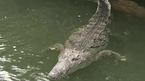 crocodile in the jungle