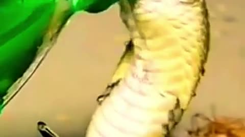 A snake asks for help with a sip of water : Animal | Pet