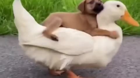 SO FRIENDLY, PUP RIDES ON THE DUCK'S BACK