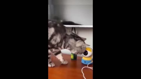 Funny animal videos 2023 🤣- Funny cats/dog- Funny animals-part-2