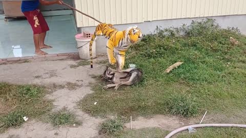 Nice Fake Tiger Prank Dog!!!