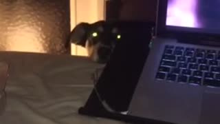 Dog stares at owner from behind laptop