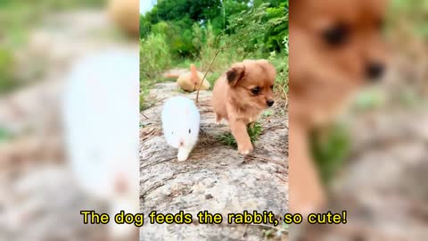 The dog feeds the rabbit, so cute!