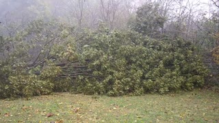 Tree Tumbles During Fierce Storm