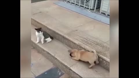 Dogs and Cats funny video