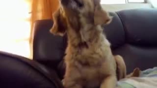 Dog sneezing - (slow motion)